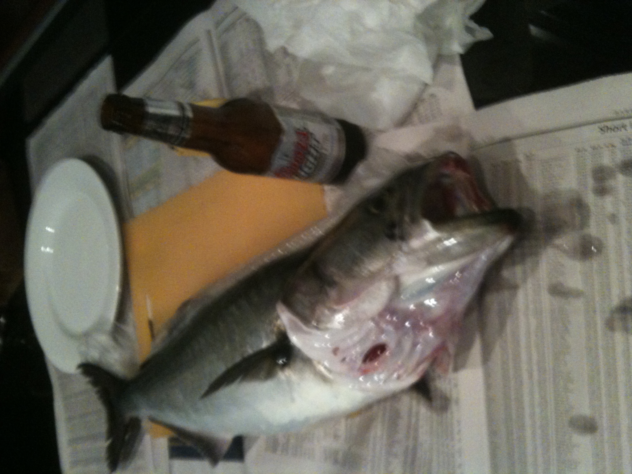 are bluefish good to eat